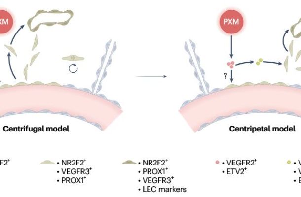 Paraxial mesoderm as a direct gateway to lymphatic endothelial cells