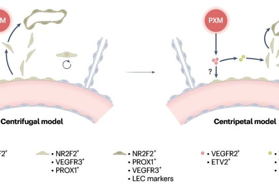 Paraxial mesoderm as a direct gateway to lymphatic endothelial cells