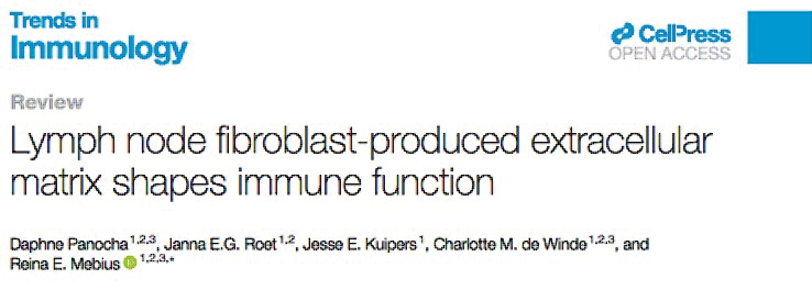 LymphChip review paper on the interplay between lymph node extracellular matrix, fibroblasts and immune cells