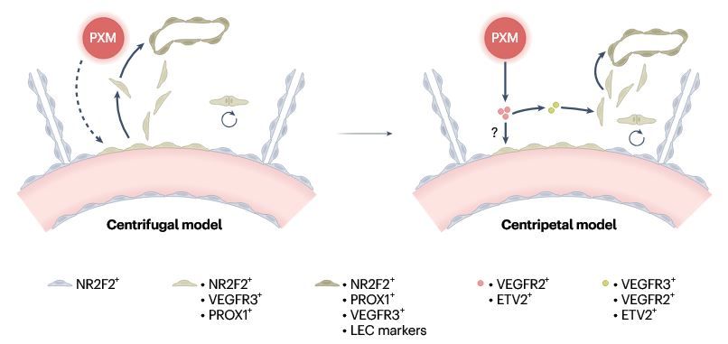 Paraxial mesoderm as a direct gateway to lymphatic endothelial cells