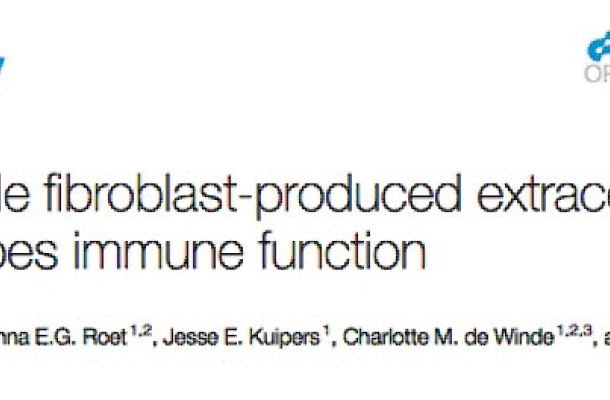 LymphChip review paper on the interplay between lymph node extracellular matrix, fibroblasts and immune cells