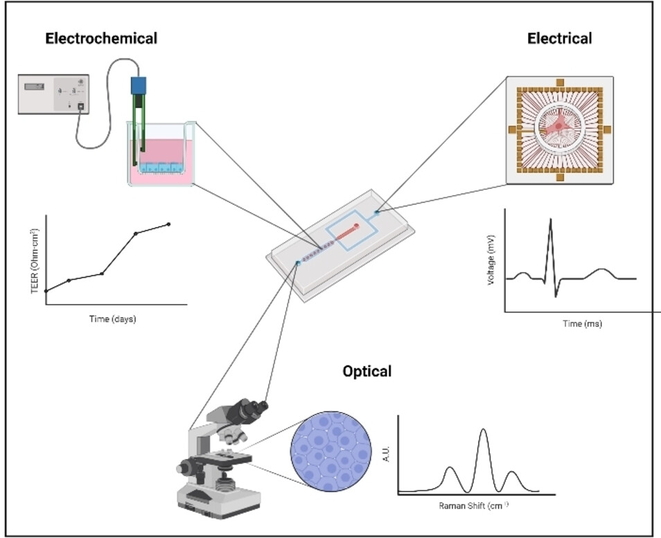 Recognition for research on LymphChip sensors